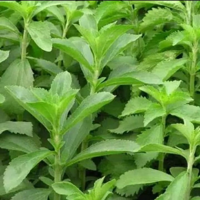 

promo Tanaman herbal stevia pengganti gula