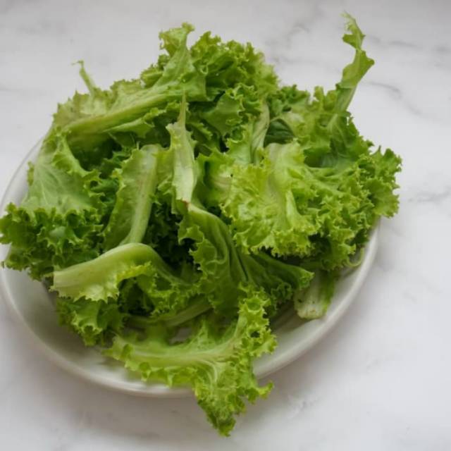 

Selada Hidroponik 85 gr tambahan