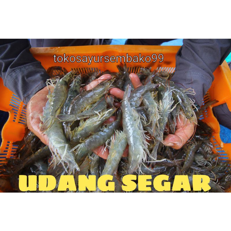 

udang vaname / peci segar fresh surabaya 250gram-1kg