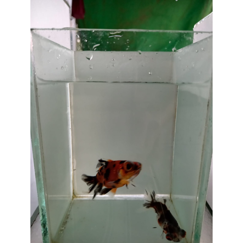 Koki Demekin MultiColor