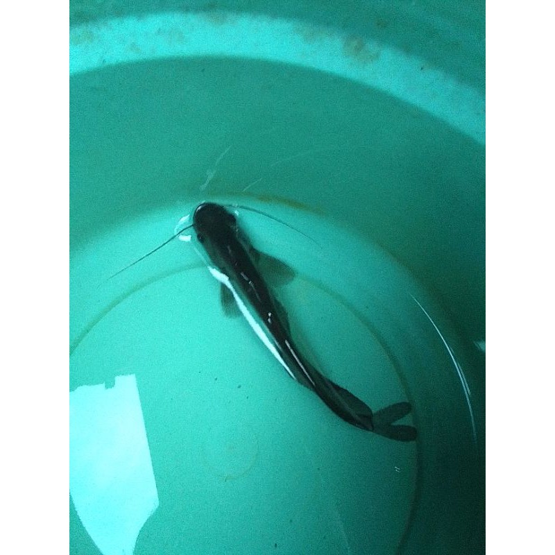 

ikan tapah
