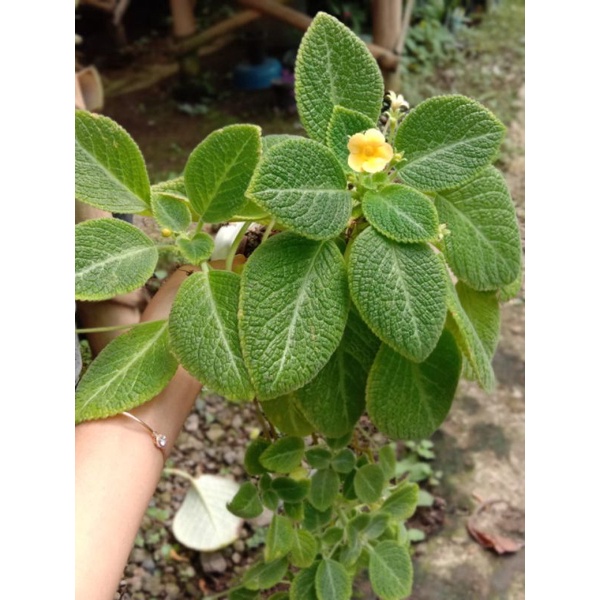 episcia monet  bunga kuning