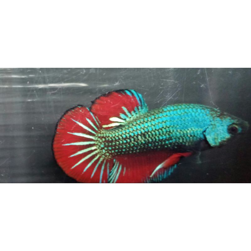 ikan cupang hias plakat jantan