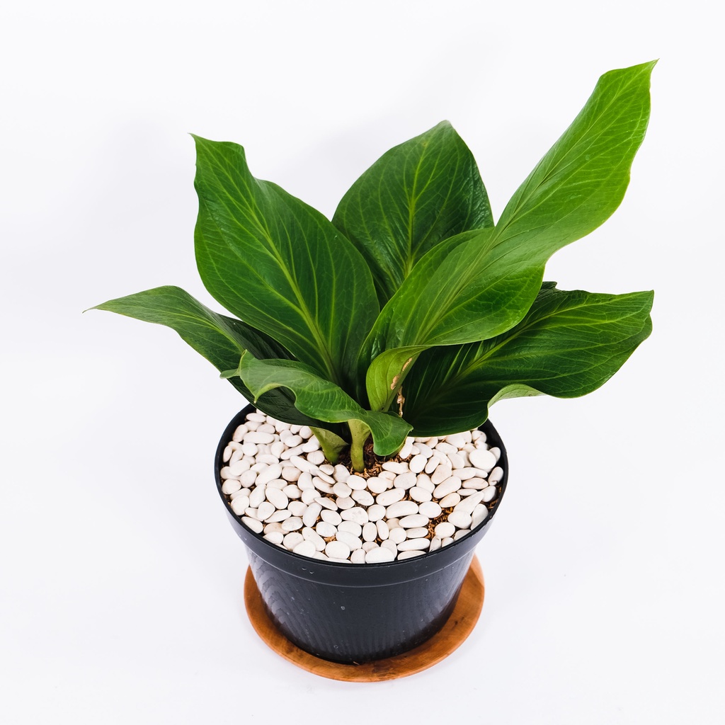 Anthurium Jemani Cobra Catalog
