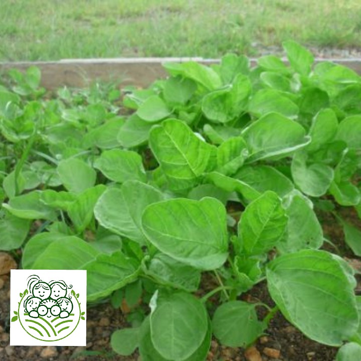 Sayur Organik Surabaya - Bayam Hijau 200 gram