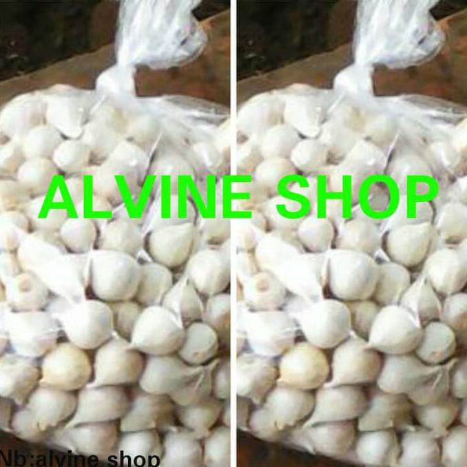 

Bawang Putih Tunggal/Bawang Lanang | By Khanza Store