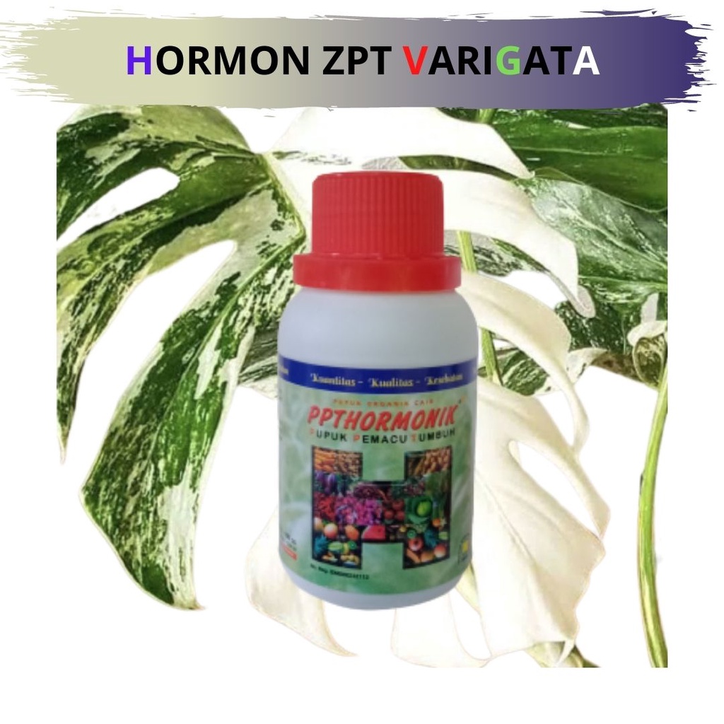 hormon strepson/hormon strepson tanaman/hormon strepson varigata/hormon sitokinin zpt/hormon sitokin