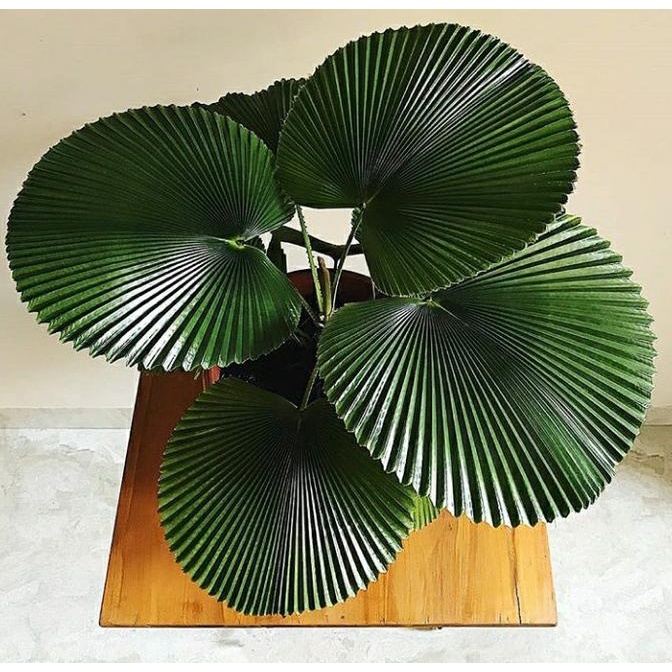 populer] Tanaman Hias Indoor - Pohon Palem Kipas Lady Palm (Rhapis Excelsa)