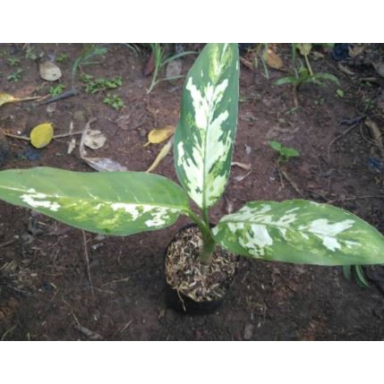 Tanaman Hias Blanceng Varigata Tanaman Pot