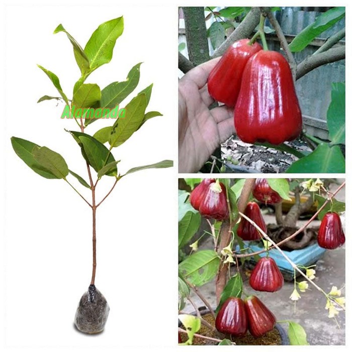 Tanaman Jambu Air Kesuma Merah