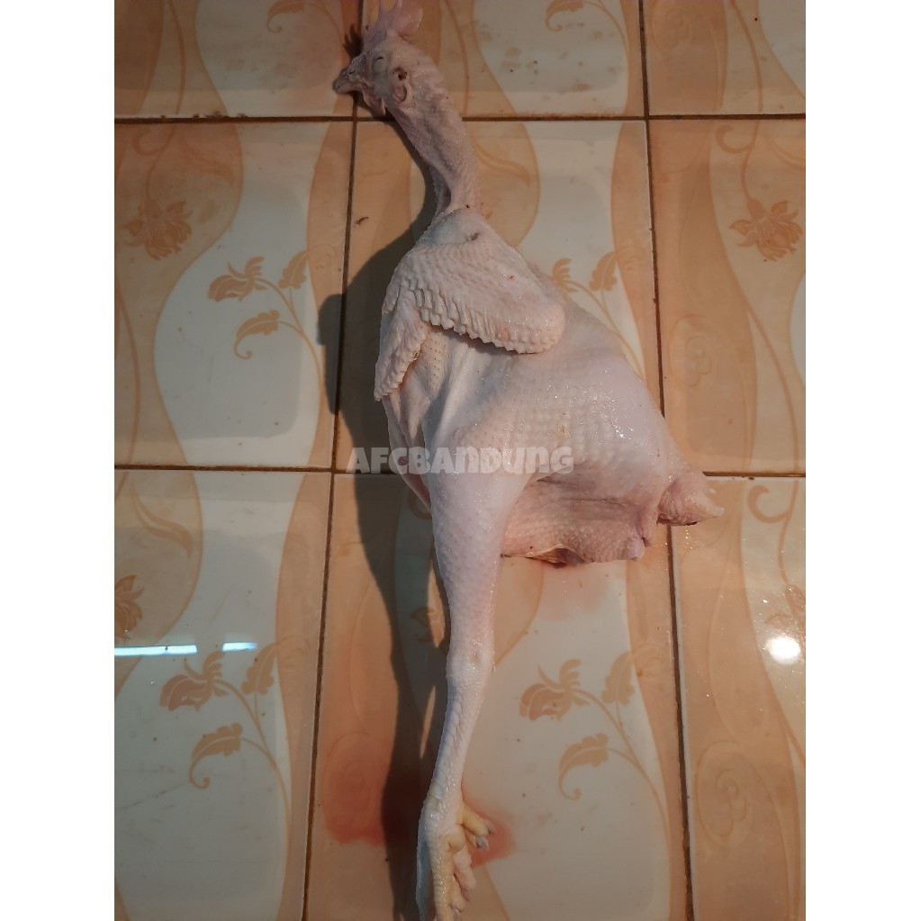 

Ayam Petelor Ayam Merah Peletur Besar per ekor