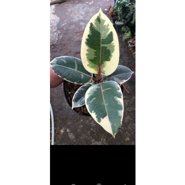 picus elastica tineke