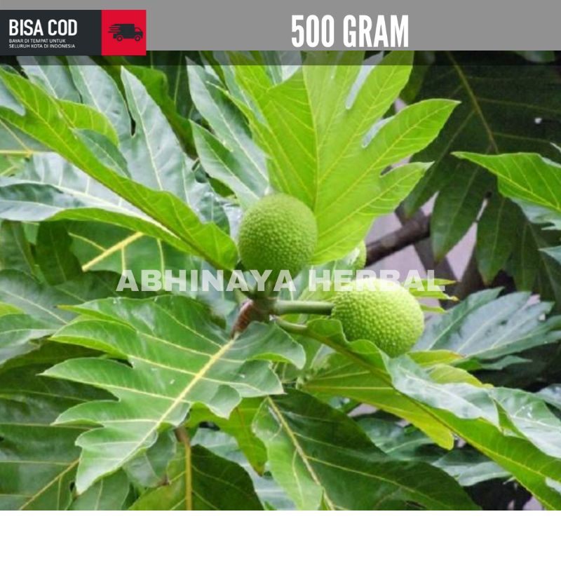 

Daun Sukun Segar / daun sukun per 500 gram