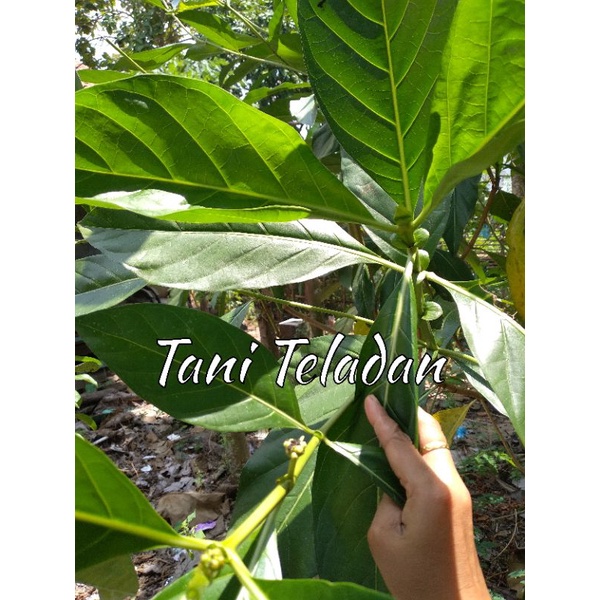 

Daun mengkudu , 250 gr, Daun pace , Daun mengkudu segar organik, Dipetik dadakan