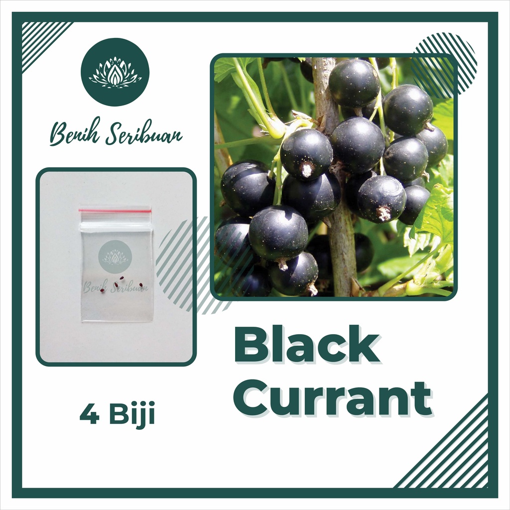 4 Benih Bibit Buah Blackcurrant Premium Seed Tanaman Buah Buahan Black Currant Super Ribes Nigrum Unggul