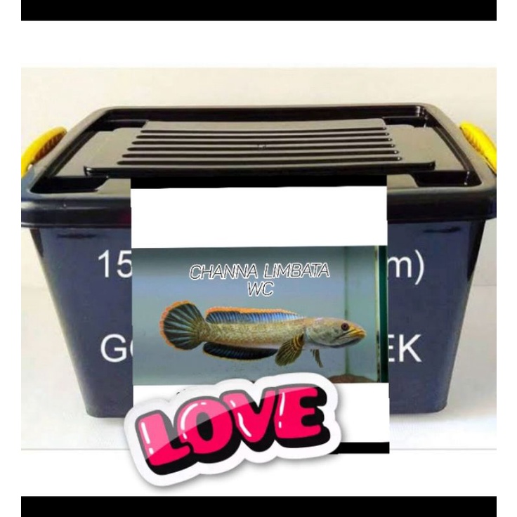 Box Channa Limbata (single tank)