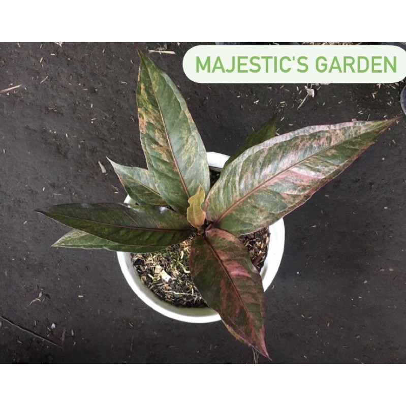 Anthurium hokeri black pink