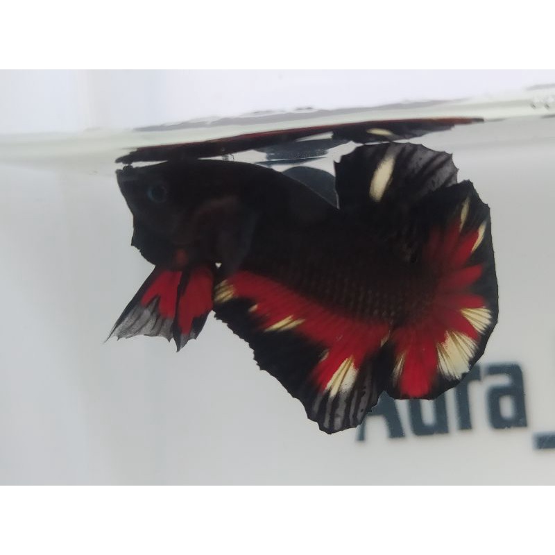 CUPANG AVATAR VAMPIR RED STAR TAIL/BLACK SERIES-REAL PICT (Ikan sesuai foto)