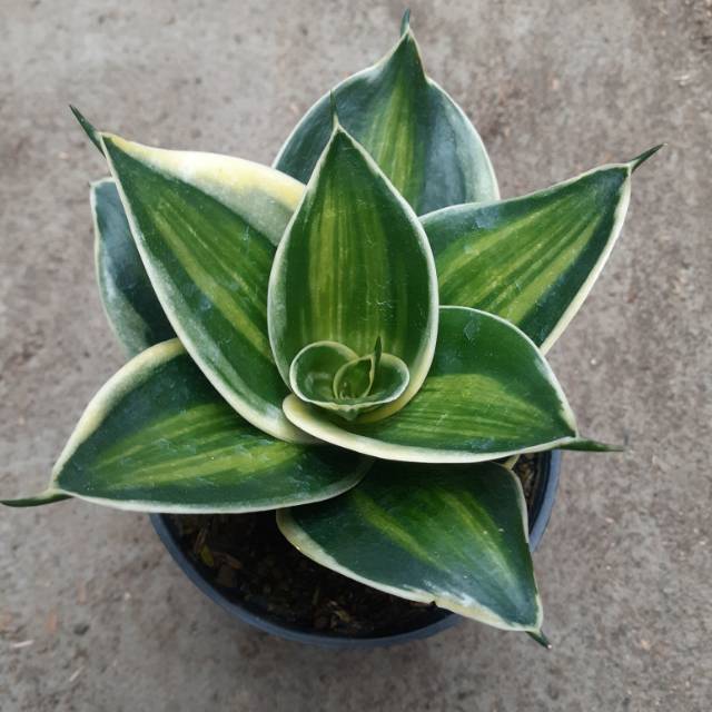 Sansevieria pagoda