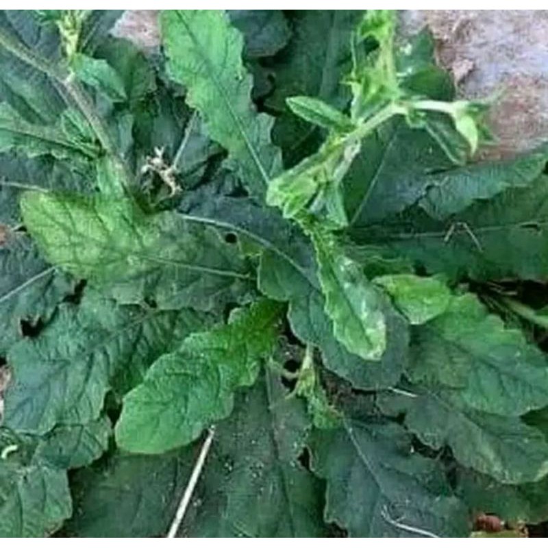 

DAUN TAPAK LIMAN SEGAR 1KG LANSUNG PETIK