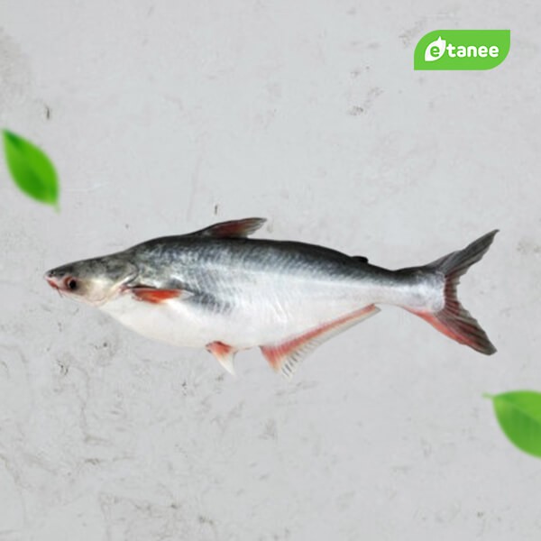 

etanee Patin 0.6 kg
