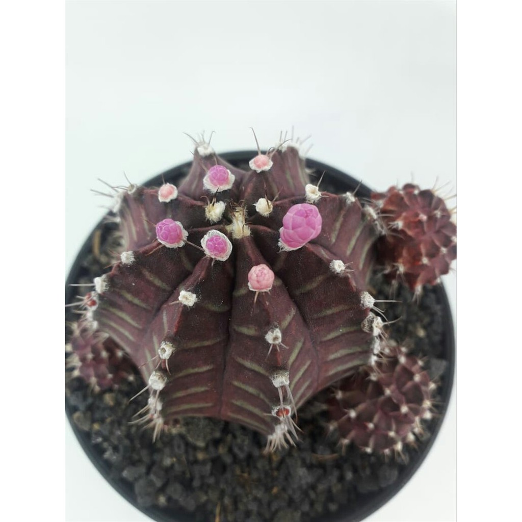 Order Langsung kaktus gymnocalycium siklam ownroot atau kaktus gymno purple cap Diskon