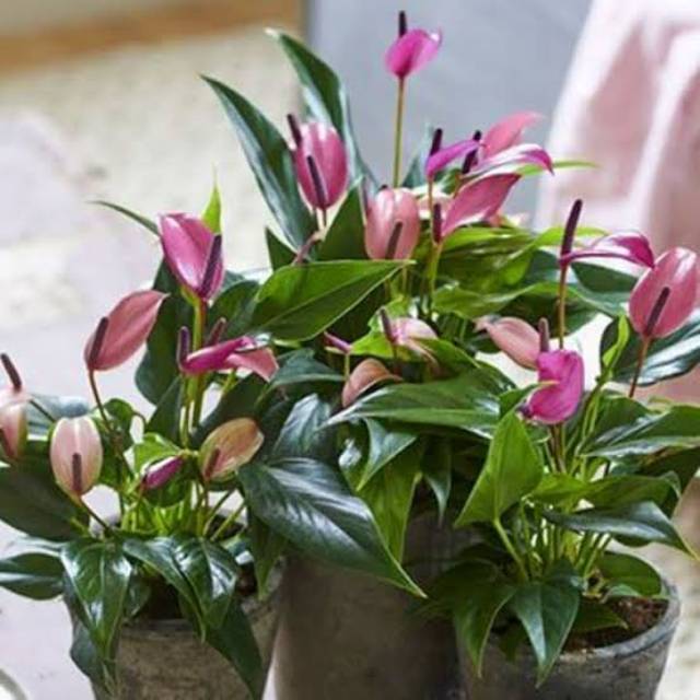 Bunga Anthurium Pink - Tanaman Hias Anthurium Mini Pink
