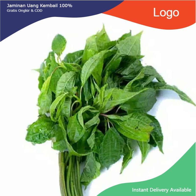

Promo Daun pohpohan fresh daun poh pohan lalapan sehat