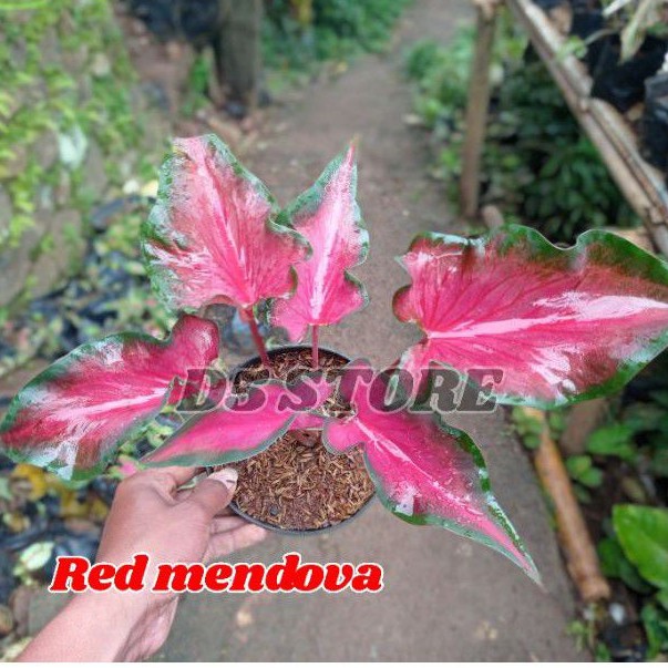 Keladi Caladium Tanaman keladi Tanaman hias caladium Tanaman hias hidup Tanaman hias Bunga hias hidu