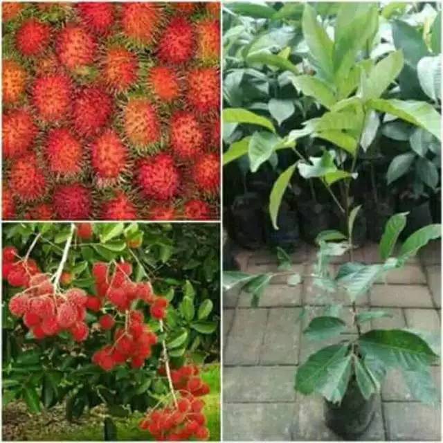 Bibit Rambutan Binjai Termurah