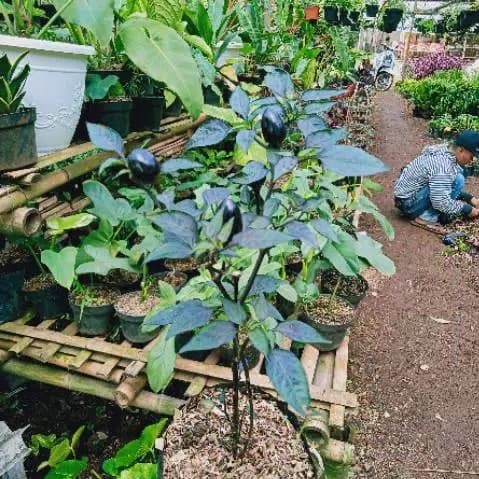 TERLARIS Jual pohon cabe ungu - pohon cabe - cabe purple tiger