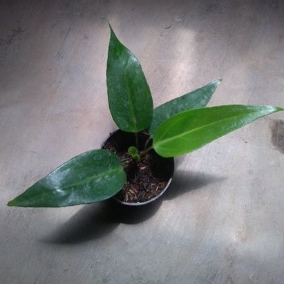 anthurium crispimarginatum/keris hitam