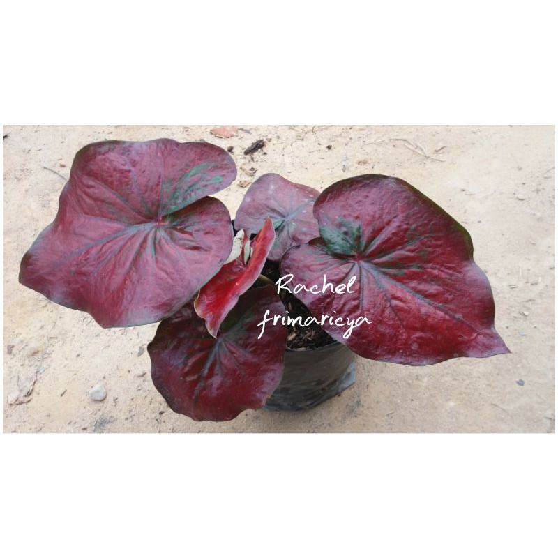 Caladium Red stardust