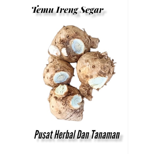 

Temu hitam/temu ireng segar 1 kg