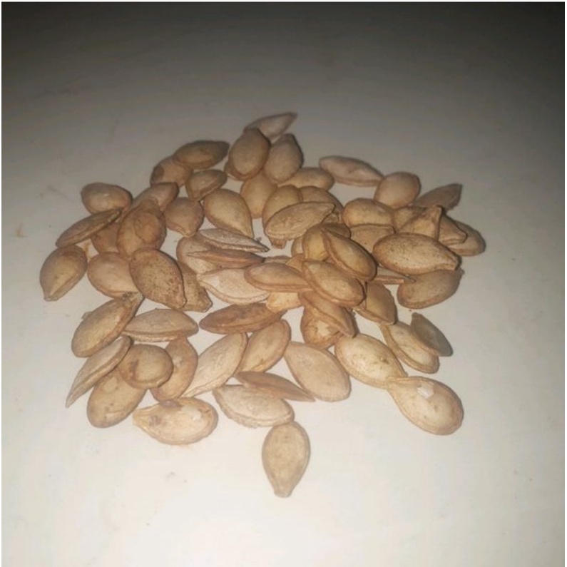 

biji waluh atau labu jumbo organik per 100 biji