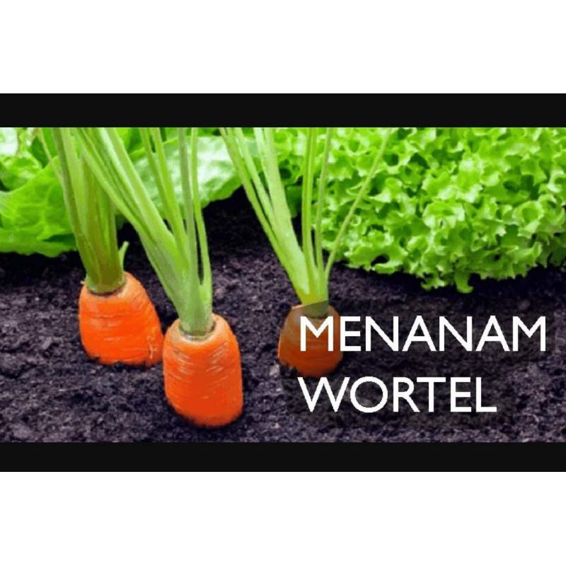 Benih / Bibit Wortel cepat berbuah cocok untuk pekarangan rumah