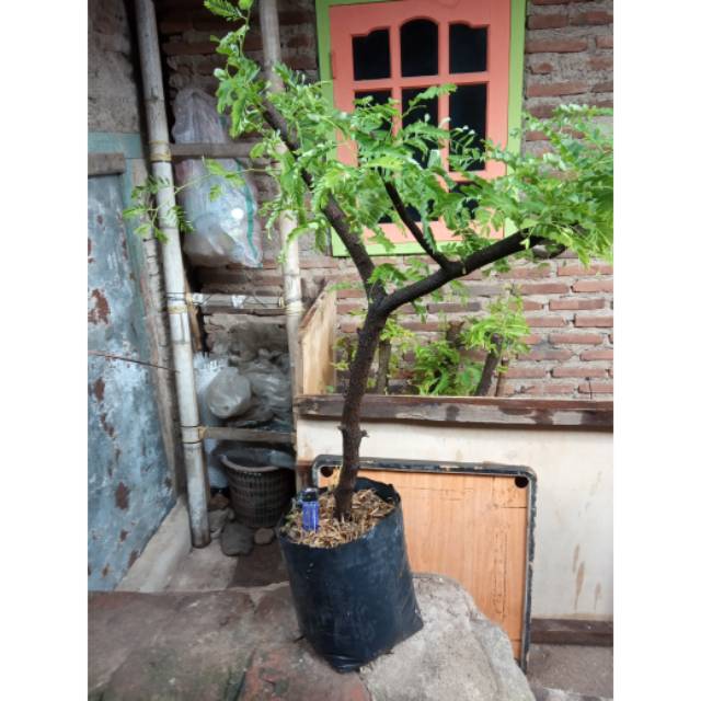 Bahan bonsai asem jawa super berkarakter (hasil cangkok)