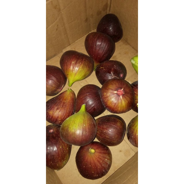 BUAH SEGAR buah tin  fig  ara 1kg fresh siap makan