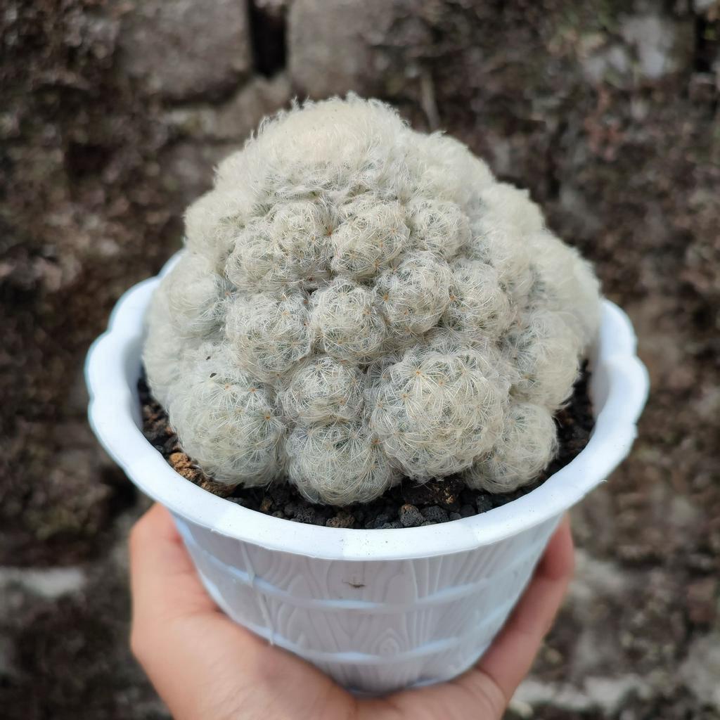 Mammillaria Plumosa | D 12 Cm | Kaktus