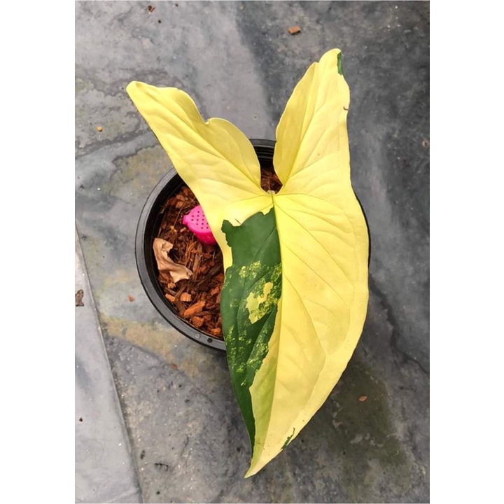 READY SYNGONIUM YELLOW TANAMAN HIAS BUNGA SYNGONIUM MURAH TERAWAT