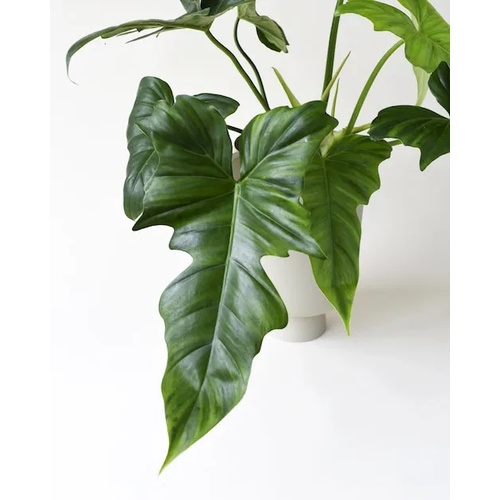 tanaman hias philodendron dragon lime fiddle