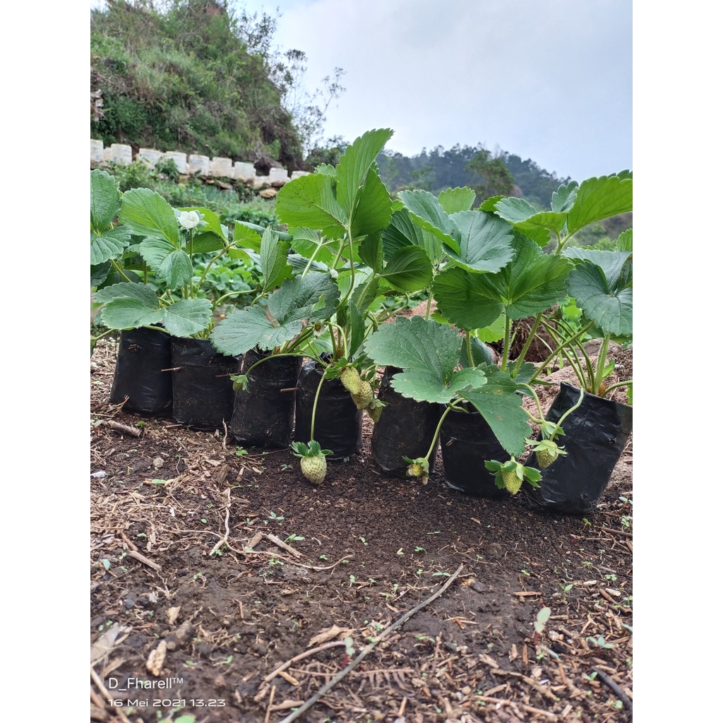 TANAMAN STRAWBERY AUSTRALIA BERBUAH DAN BERBUNGA TANAMAN BUAH BESAR DAN MANIS TANAMAN HIAS TANAMAN HIDUP COD BAYAR DI TEMPAT