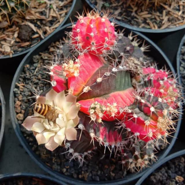 Gymno tricolor ownroot