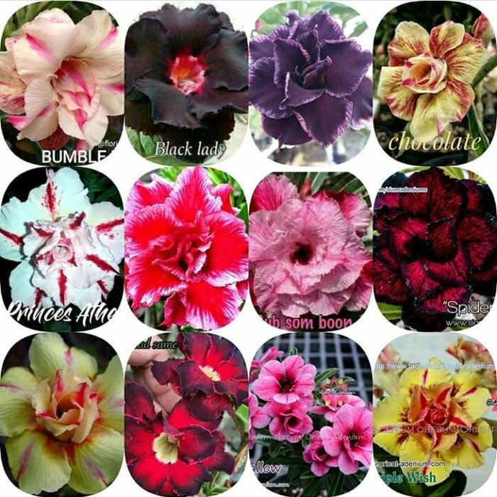 

promo TERBARU!! PAKET 12 BIBIT BUNGA KAMBOJA ADENIUM JEPANG santuy