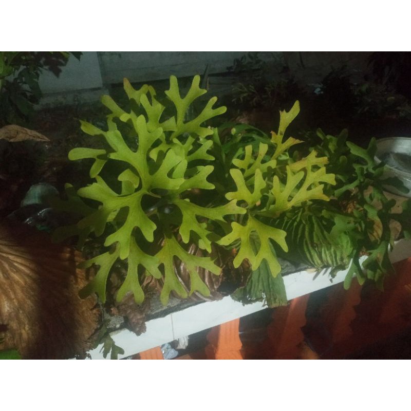 Platycerium Ridleyi#COD