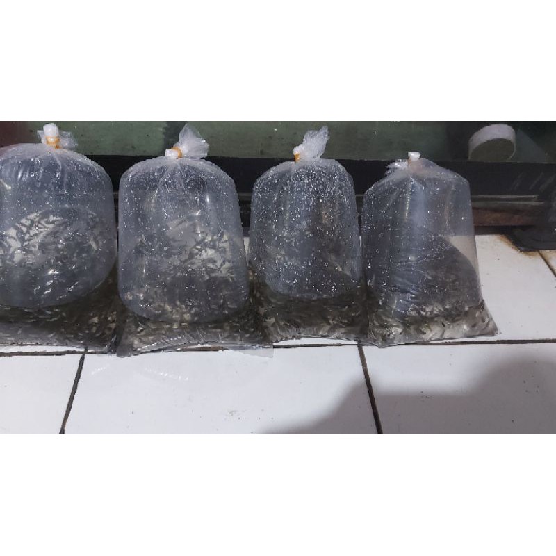 Paket  15.000 lebih dari 250 ekor..ikan cere/ikan guppy sawah