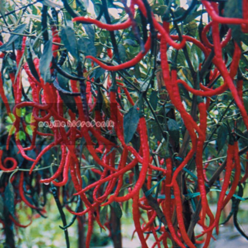 10 Butir Benih Cabe Keriting Laris Repacking (Panah Merah)