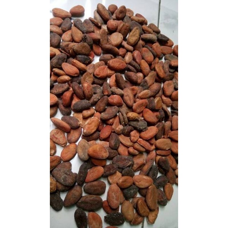 

Biji coklat kering asli