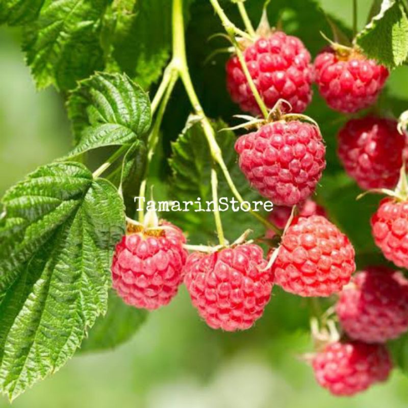 Biji / Benih / Bibit Buah Raspberry Merah 10 Seeds