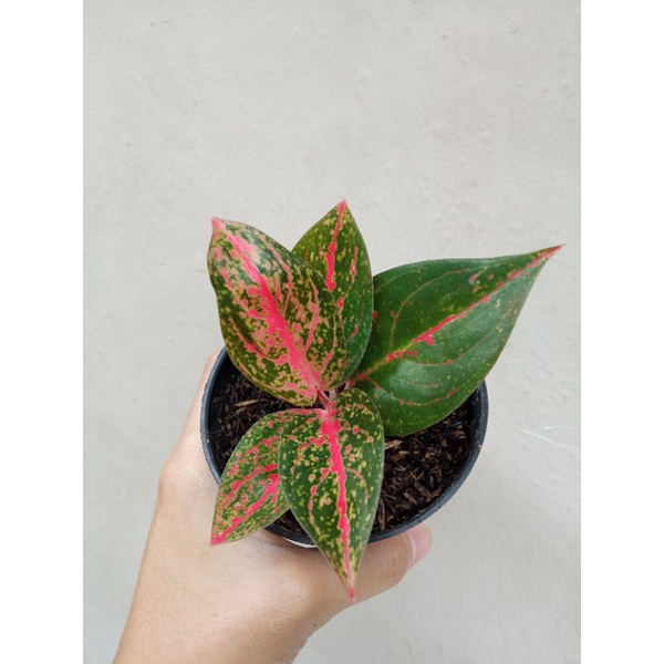 aglonema tiara anakan aglaonema